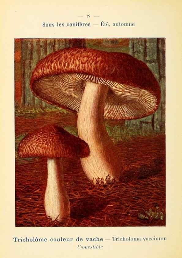 Reproducción/Reproduction 7831126934: Nouvel atlas de poche des champignons comestibles et vénéneux.. Paris,Léon Lhome,1911-1912.