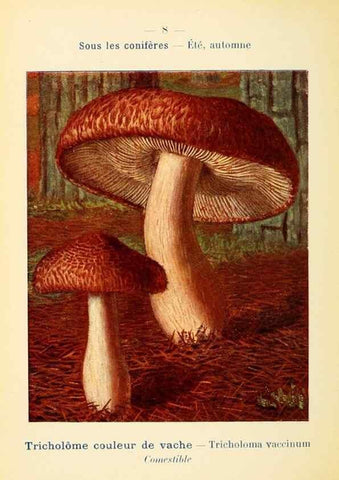 Reproducción/Reproduction 7831126934: Nouvel atlas de poche des champignons comestibles et vénéneux.. Paris,Léon Lhome,1911-1912.