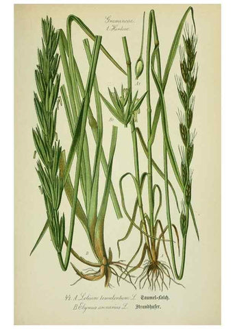 Reproducción/Reproduction 7845284956: Flora von Deutschland, Österreich und der Schweiz.. Gera,Zezschwitz,1903-