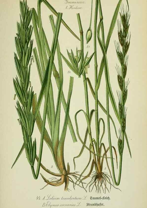Reproducción/Reproduction 7845284956: Flora von Deutschland, Österreich und der Schweiz.. Gera,Zezschwitz,1903-