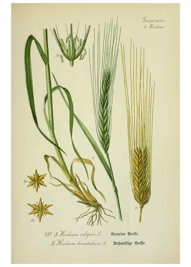 Reproducción/Reproduction 7845286124: Flora von Deutschland, Österreich und der Schweiz.. Gera,Zezschwitz,1903-