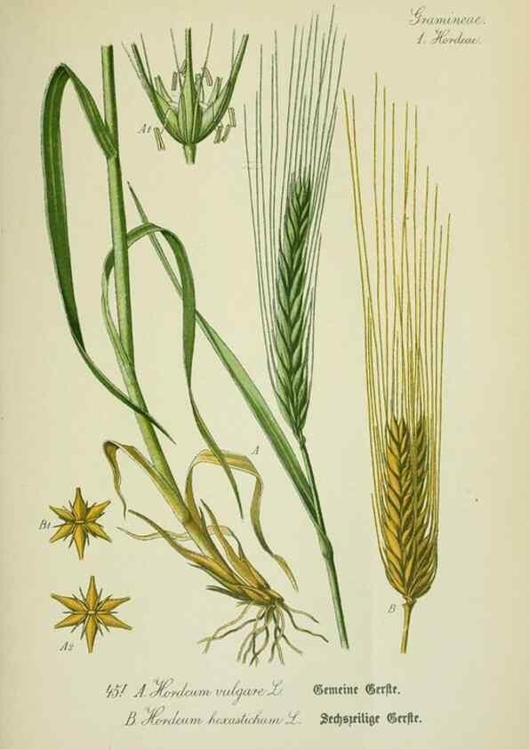 Reproducción/Reproduction 7845286124: Flora von Deutschland, Österreich und der Schweiz.. Gera,Zezschwitz,1903-
