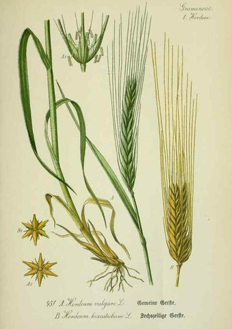 Reproducción/Reproduction 7845286124: Flora von Deutschland, Österreich und der Schweiz.. Gera,Zezschwitz,1903-