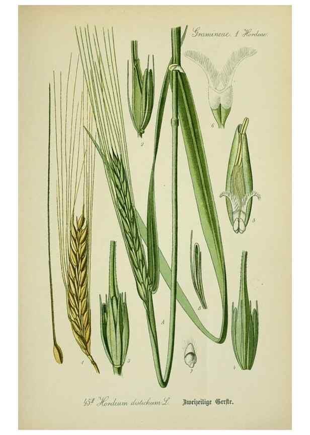 Reproducción/Reproduction 7845287546: Flora von Deutschland, Österreich und der Schweiz.. Gera,Zezschwitz,1903-