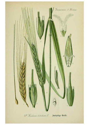 Reproducción/Reproduction 7845287546: Flora von Deutschland, Österreich und der Schweiz.. Gera,Zezschwitz,1903-