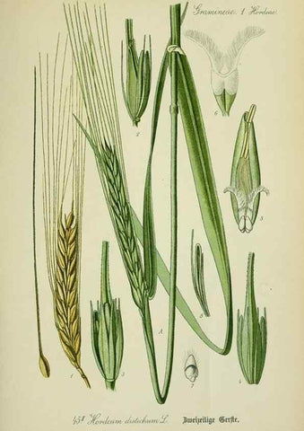 Reproducción/Reproduction 7845287546: Flora von Deutschland, Österreich und der Schweiz.. Gera,Zezschwitz,1903-