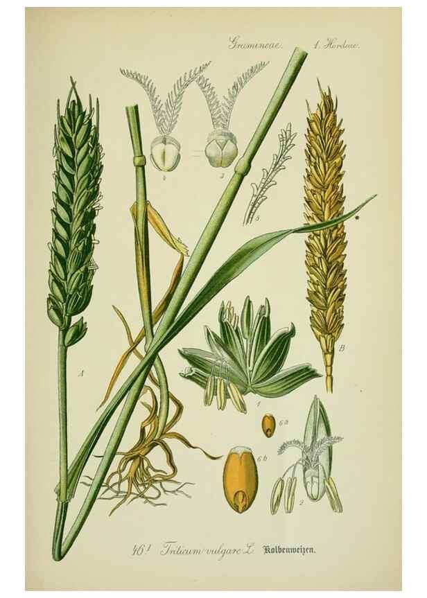 Reproducción/Reproduction 7845288702: Flora von Deutschland, Österreich und der Schweiz.. Gera,Zezschwitz,1903-