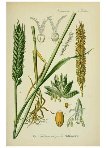 Reproducción/Reproduction 7845288702: Flora von Deutschland, Österreich und der Schweiz.. Gera,Zezschwitz,1903-
