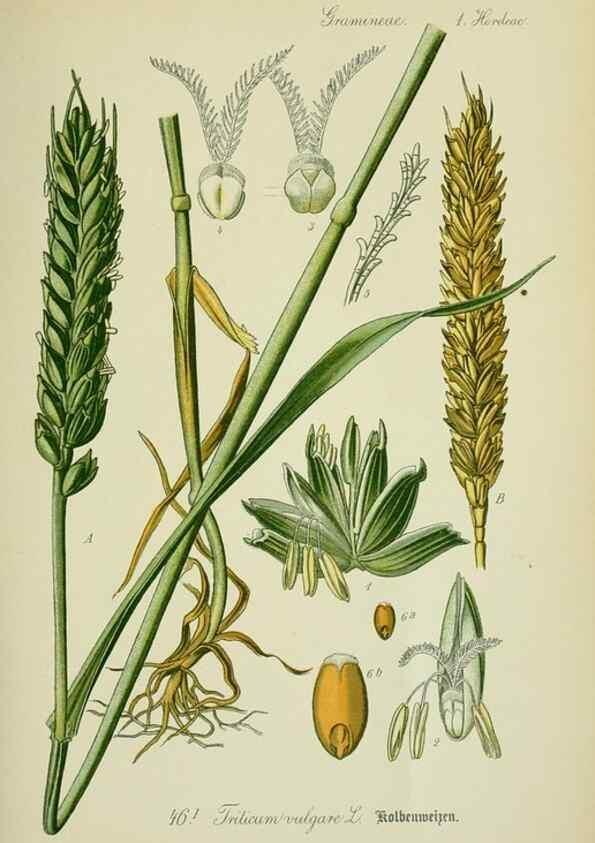 Reproducción/Reproduction 7845288702: Flora von Deutschland, Österreich und der Schweiz.. Gera,Zezschwitz,1903-