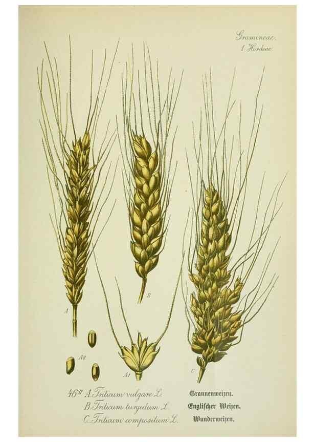 Reproducción/Reproduction 7845289882: Flora von Deutschland, Österreich und der Schweiz.. Gera,Zezschwitz,1903-