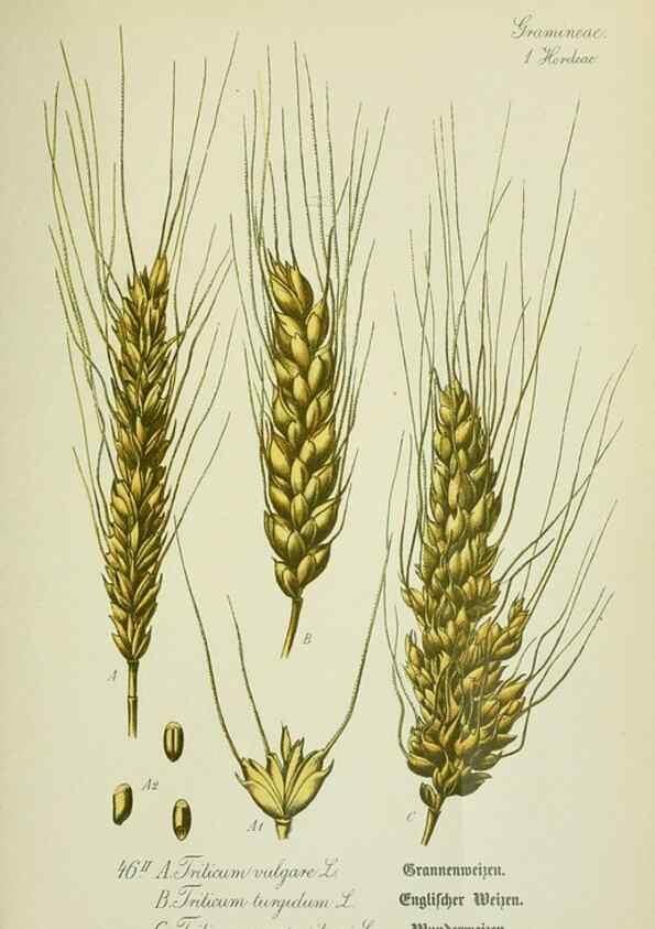 Reproducción/Reproduction 7845289882: Flora von Deutschland, Österreich und der Schweiz.. Gera,Zezschwitz,1903-