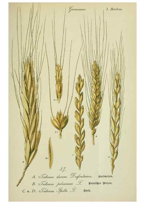 Reproducción/Reproduction 7845291172: Flora von Deutschland, Österreich und der Schweiz.. Gera,Zezschwitz,1903-