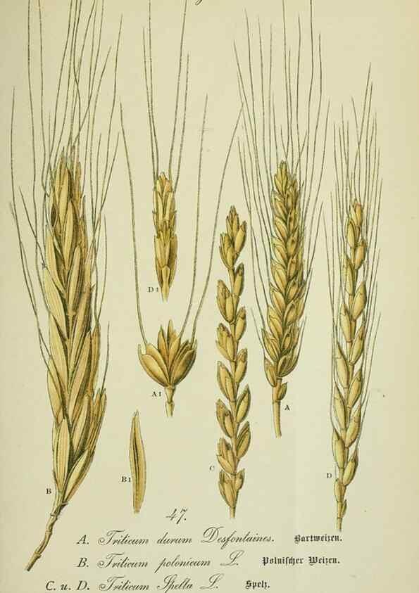 Reproducción/Reproduction 7845291172: Flora von Deutschland, Österreich und der Schweiz.. Gera,Zezschwitz,1903-