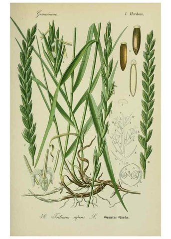 Reproducción/Reproduction 7845292544: Flora von Deutschland, Österreich und der Schweiz.. Gera,Zezschwitz,1903-