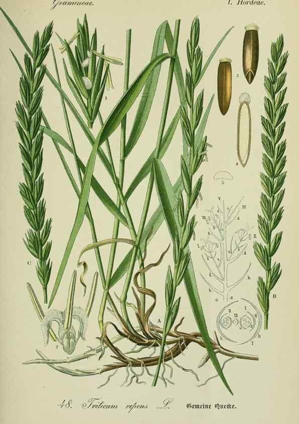 Reproducción/Reproduction 7845292544: Flora von Deutschland, Österreich und der Schweiz.. Gera,Zezschwitz,1903-