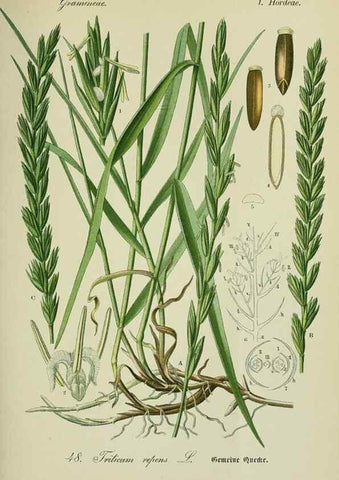 Reproducción/Reproduction 7845292544: Flora von Deutschland, Österreich und der Schweiz.. Gera,Zezschwitz,1903-