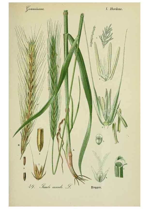 Reproducción/Reproduction 7845294108: Flora von Deutschland, Österreich und der Schweiz.. Gera,Zezschwitz,1903-