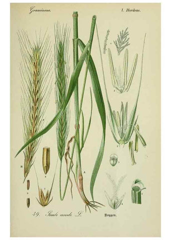 Reproducción/Reproduction 7845294108: Flora von Deutschland, Österreich und der Schweiz.. Gera,Zezschwitz,1903-