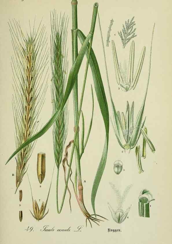Reproducción/Reproduction 7845294108: Flora von Deutschland, Österreich und der Schweiz.. Gera,Zezschwitz,1903-