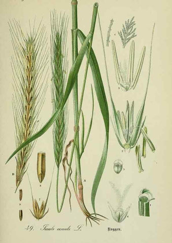 Reproducción/Reproduction 7845294108: Flora von Deutschland, Österreich und der Schweiz.. Gera,Zezschwitz,1903-