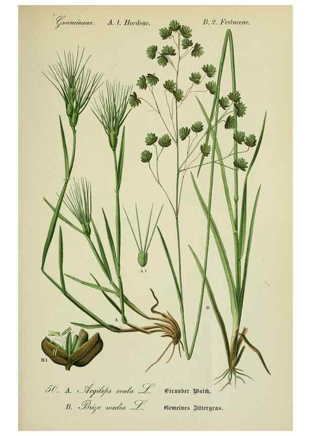 Reproducción/Reproduction 7845295406: Flora von Deutschland, Österreich und der Schweiz.. Gera,Zezschwitz,1903-
