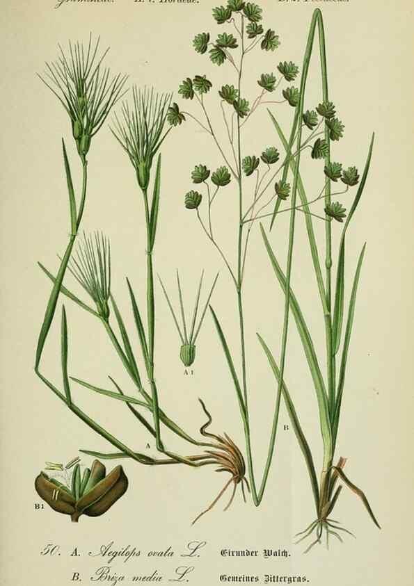 Reproducción/Reproduction 7845295406: Flora von Deutschland, Österreich und der Schweiz.. Gera,Zezschwitz,1903-