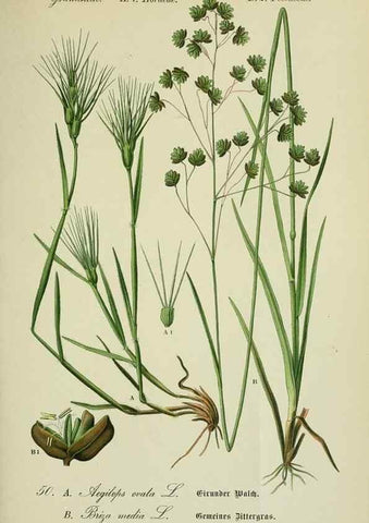 Reproducción/Reproduction 7845295406: Flora von Deutschland, Österreich und der Schweiz.. Gera,Zezschwitz,1903-