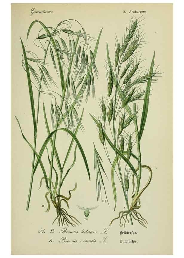 Reproducción/Reproduction 7845296818: Flora von Deutschland, Österreich und der Schweiz.. Gera,Zezschwitz,1903-