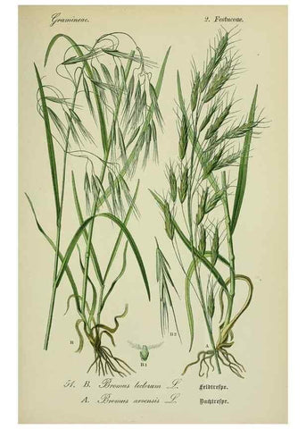 Reproducción/Reproduction 7845296818: Flora von Deutschland, Österreich und der Schweiz.. Gera,Zezschwitz,1903-