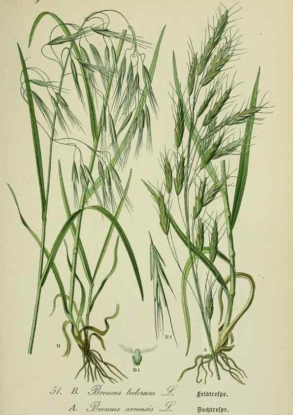 Reproducción/Reproduction 7845296818: Flora von Deutschland, Österreich und der Schweiz.. Gera,Zezschwitz,1903-