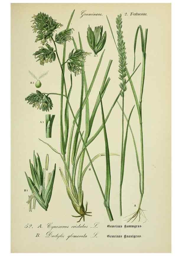 Reproducción/Reproduction 7845298102: Flora von Deutschland, Österreich und der Schweiz.. Gera,Zezschwitz,1903-
