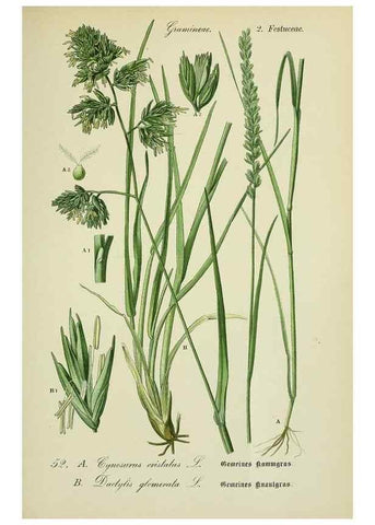 Reproducción/Reproduction 7845298102: Flora von Deutschland, Österreich und der Schweiz.. Gera,Zezschwitz,1903-