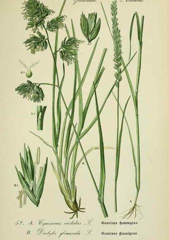 Reproducción/Reproduction 7845298102: Flora von Deutschland, Österreich und der Schweiz.. Gera,Zezschwitz,1903-