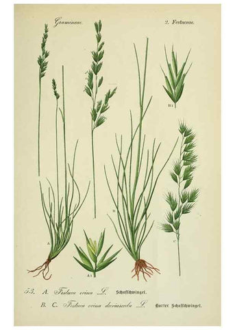 Reproducción/Reproduction 7845299626: Flora von Deutschland, Österreich und der Schweiz.. Gera,Zezschwitz,1903-