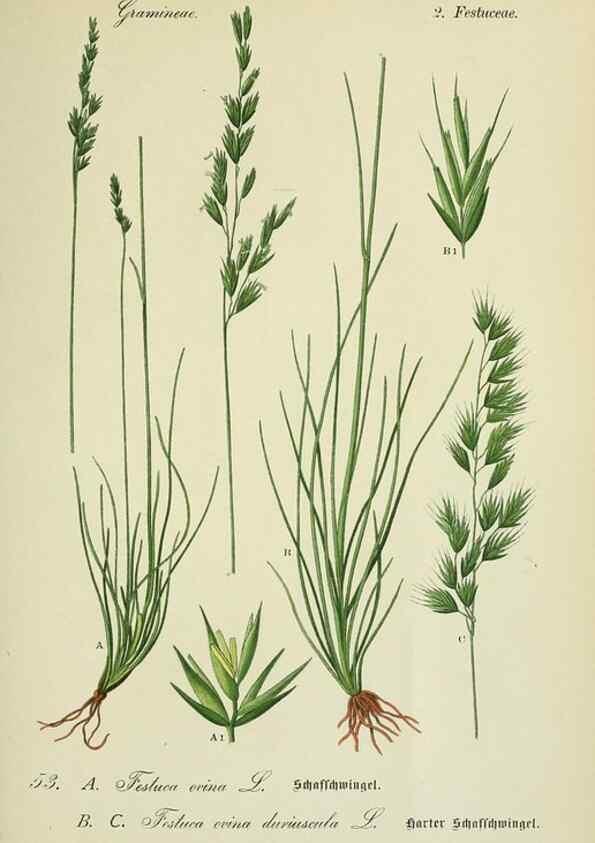 Reproducción/Reproduction 7845299626: Flora von Deutschland, Österreich und der Schweiz.. Gera,Zezschwitz,1903-