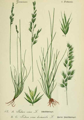 Reproducción/Reproduction 7845299626: Flora von Deutschland, Österreich und der Schweiz.. Gera,Zezschwitz,1903-