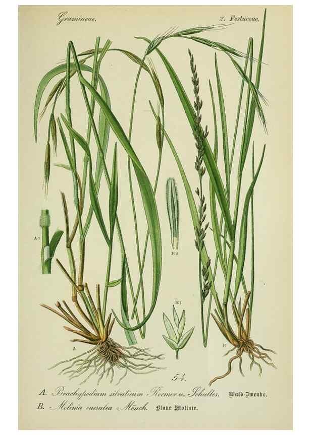 Reproducción/Reproduction 7845300952: Flora von Deutschland, Österreich und der Schweiz.. Gera,Zezschwitz,1903-