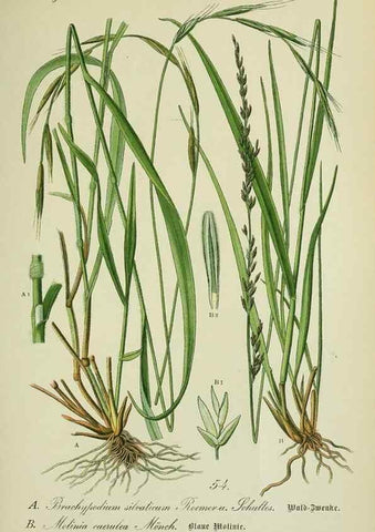 Reproducción/Reproduction 7845300952: Flora von Deutschland, Österreich und der Schweiz.. Gera,Zezschwitz,1903-