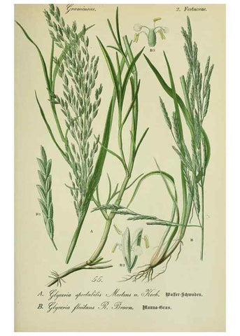 Reproducción/Reproduction 7845302536: Flora von Deutschland, Österreich und der Schweiz.. Gera,Zezschwitz,1903-
