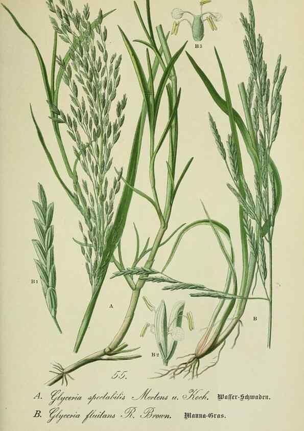 Reproducción/Reproduction 7845302536: Flora von Deutschland, Österreich und der Schweiz.. Gera,Zezschwitz,1903-