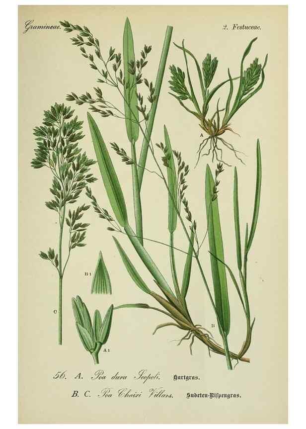 Reproducción/Reproduction 7845304220: Flora von Deutschland, Österreich und der Schweiz.. Gera,Zezschwitz,1903-