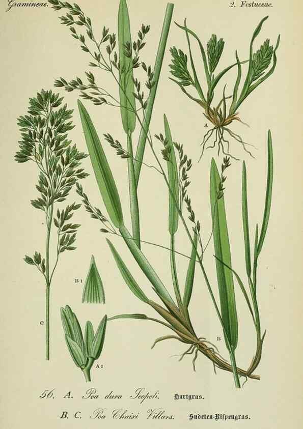 Reproducción/Reproduction 7845304220: Flora von Deutschland, Österreich und der Schweiz.. Gera,Zezschwitz,1903-