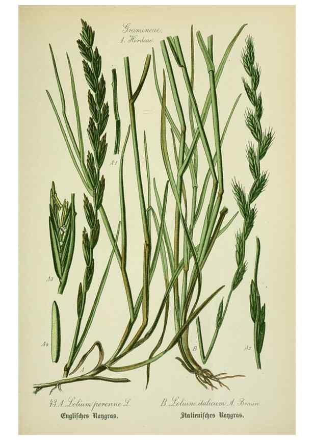 Reproducción/Reproduction 7845283666: Flora von Deutschland, Österreich und der Schweiz.. Gera,Zezschwitz,1903-