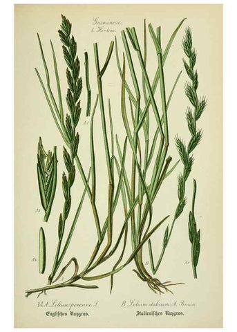 Reproducción/Reproduction 7845283666: Flora von Deutschland, Österreich und der Schweiz.. Gera,Zezschwitz,1903-