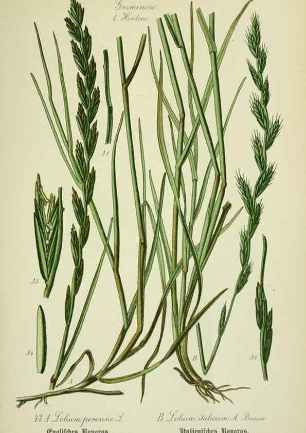 Reproducción/Reproduction 7845283666: Flora von Deutschland, Österreich und der Schweiz.. Gera,Zezschwitz,1903-