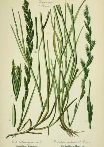 Reproducción/Reproduction 7845283666: Flora von Deutschland, Österreich und der Schweiz.. Gera,Zezschwitz,1903-