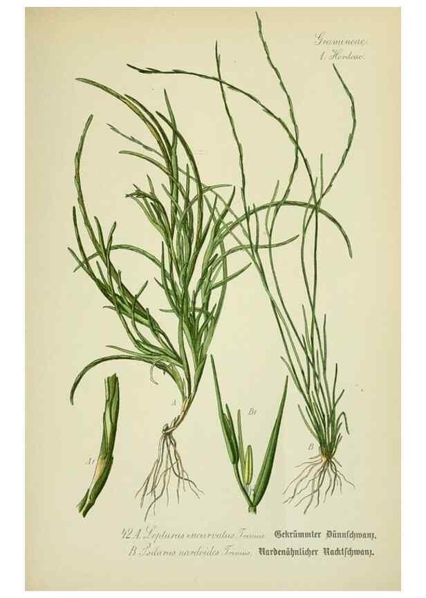 Reproducción/Reproduction 7845282356: Flora von Deutschland, Österreich und der Schweiz.. Gera,Zezschwitz,1903-