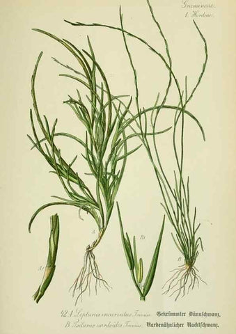 Reproducción/Reproduction 7845282356: Flora von Deutschland, Österreich und der Schweiz.. Gera,Zezschwitz,1903-