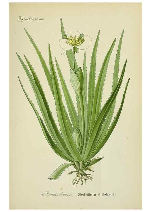 Reproducción/Reproduction 7845281086: Flora von Deutschland, Österreich und der Schweiz.. Gera,Zezschwitz,1903-