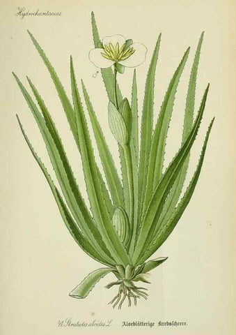 Reproducción/Reproduction 7845281086: Flora von Deutschland, Österreich und der Schweiz.. Gera,Zezschwitz,1903-